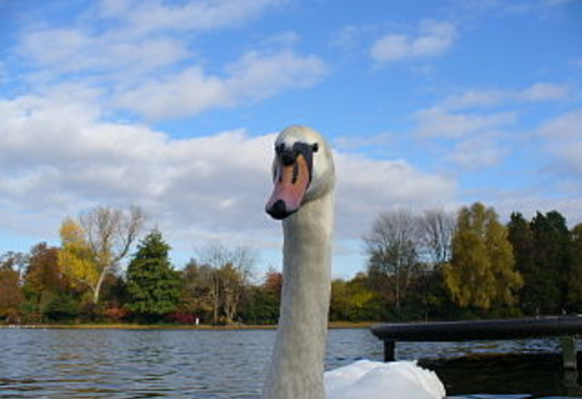 A park bench (featuring photobombing swan)