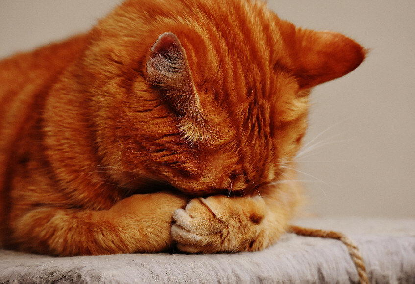 Tiddles gives his verdict on a particularly poor description